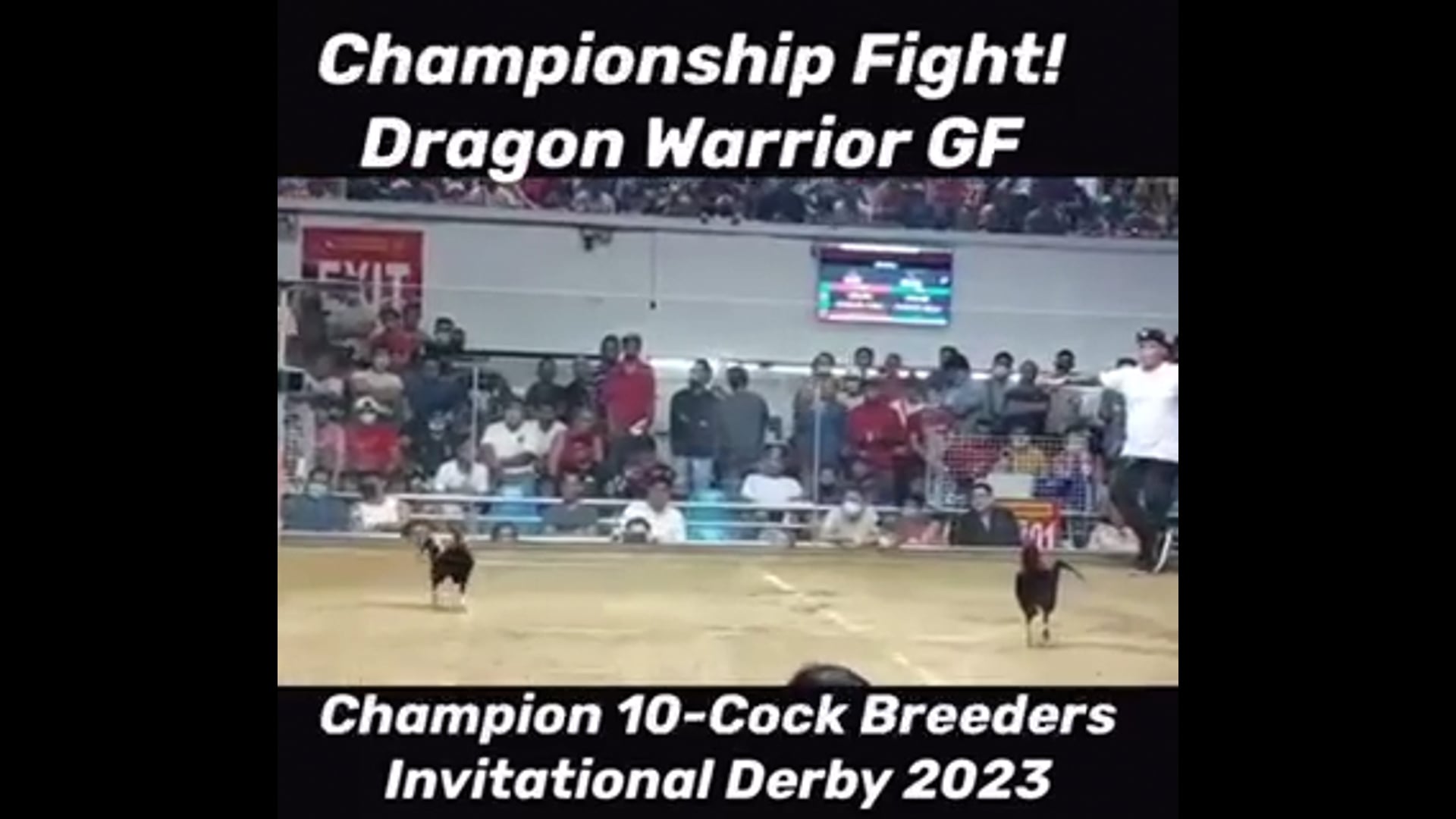 10 Cock Derby Champion, Pasay City -Video 2