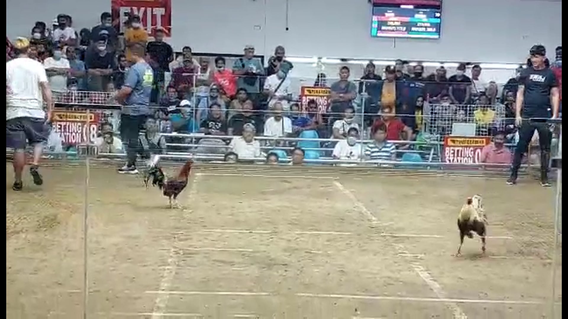 10 Cock Derby Champion, Pasay City -Video 10