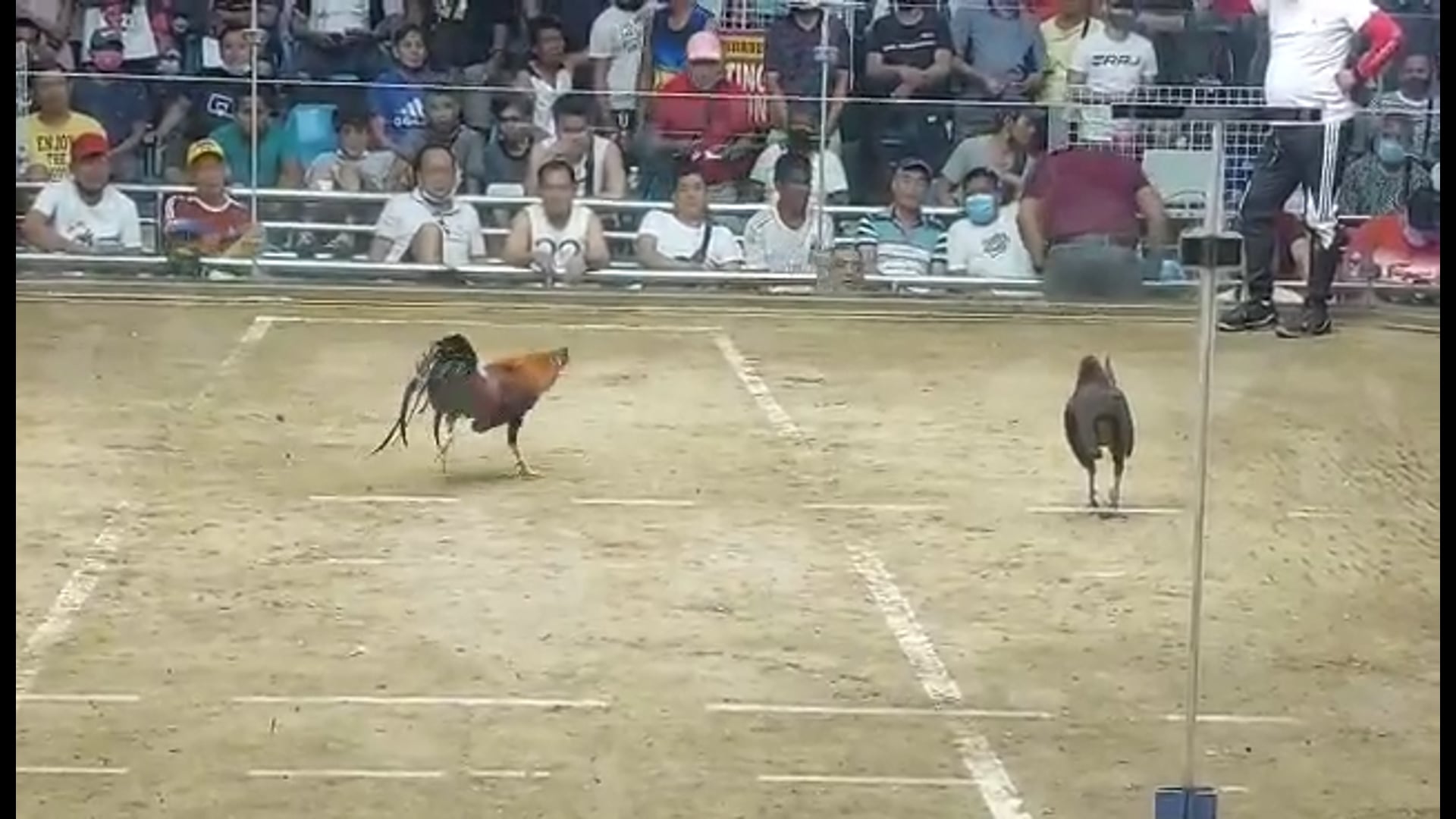10 Cock Derby Champion, Pasay City -Video 5