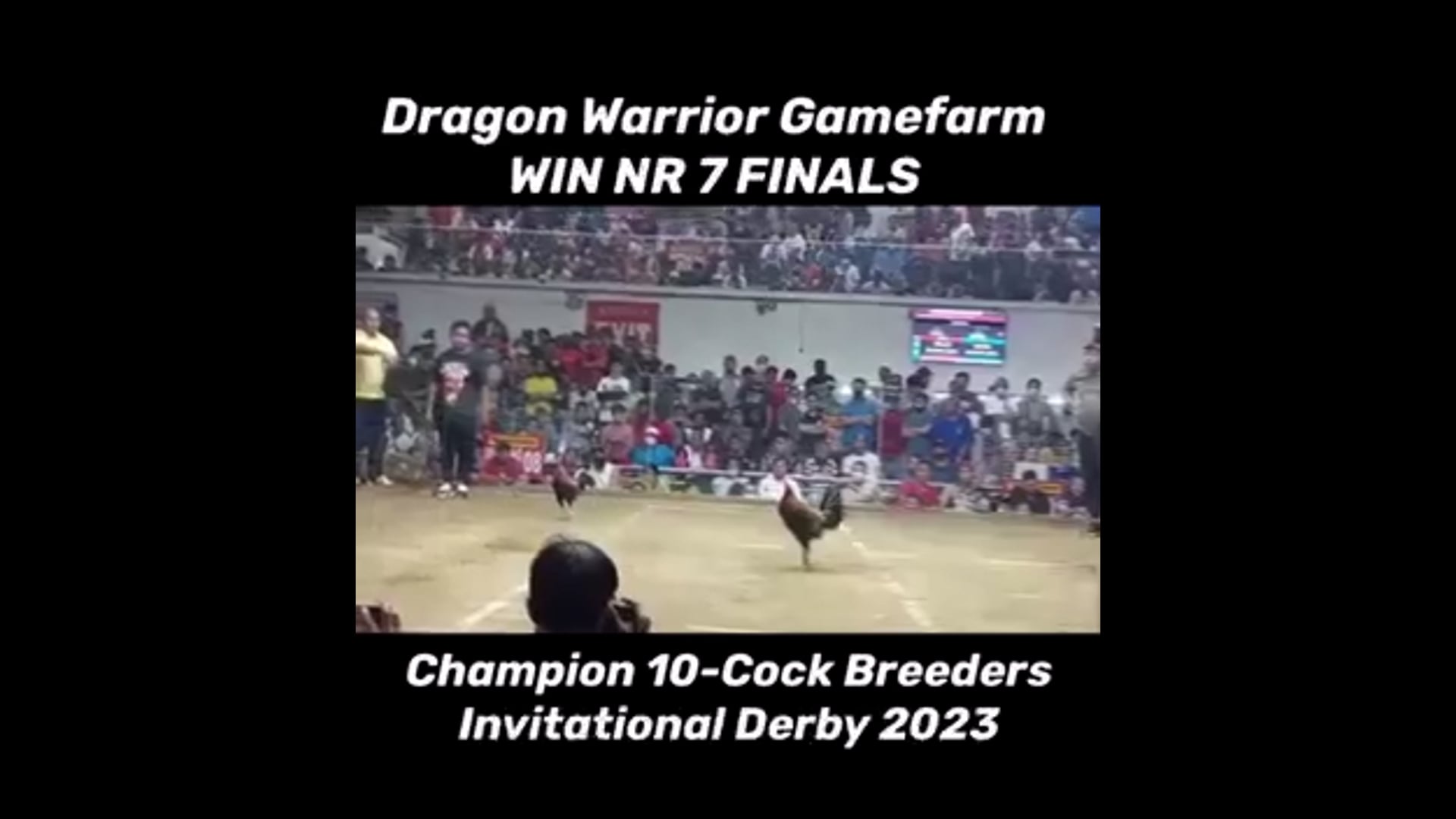 10 Cock Derby Champion, Pasay City -Video 1