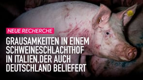 Recherche: Grausamkeiten in einem italienischen Schweineschlachthof, der auch Deutschland beliefert