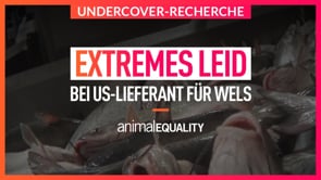 RECHERCHE: Extremes Leid in US-Welsschlachthof