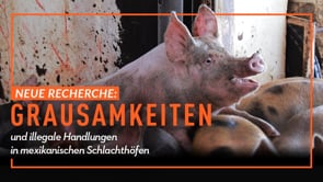 RECHERCHE: Grausamkeiten und illegale Handlungen in einem Schweineschlachthof