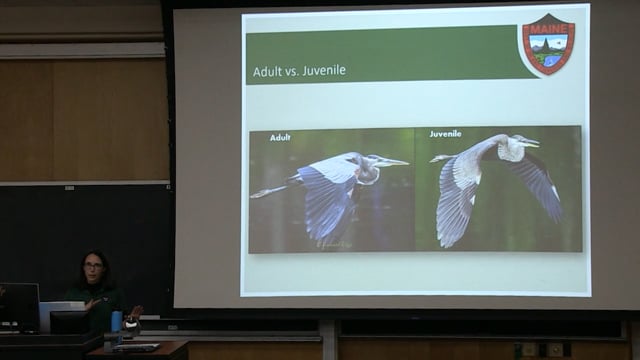Audubon ~ Danielle D'Auria, Great Blue Herons in Maine - March 8th, 2023