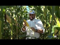 Maíz de calidad y altamente digestible, factores clave de Semillas LG para asegurar la rentabilidad de las ganaderías