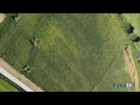 Variedades destacadas de la campaña