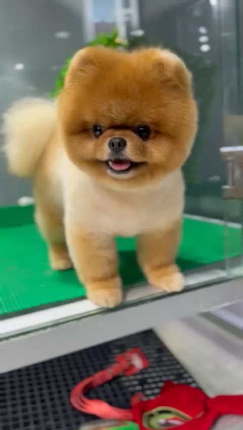 https://i.vimeocdn.com/video/1632965547-7ee8342ab38474c4dcb6ad46a7b1d629c1d0174fde46518416a0f7984bc92f1a-d