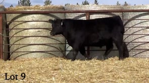 Lot #9 - LL RECKON 1236