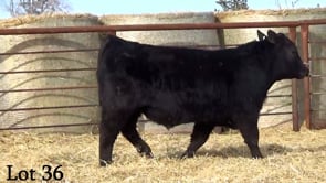 Lot #36 - LL INTERVENTION 2108