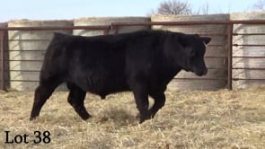 Lot #38 - LL COWBOY UP 2113