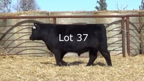 Lot #37 - LL NEXT GENERATION 283