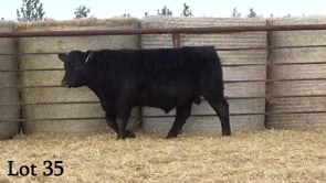 Lot #35 - LL PATHFINDER929 275