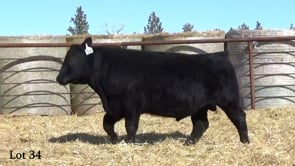 Lot #34 - LL PATHFINDER929 250