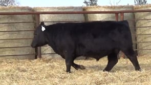 Lot #28 - LL STUNNER 221