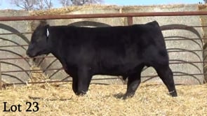 Lot #23 - LL PREMIUM 281