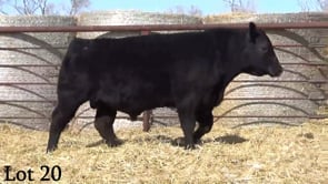 Lot #20 - LL PREMIUM 246