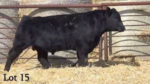 Lot #15 - LL PLAYBOOK 264