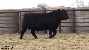 Lot #7 - LL REVERED 1196