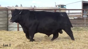 Lot #1 - LL STUNNER 106