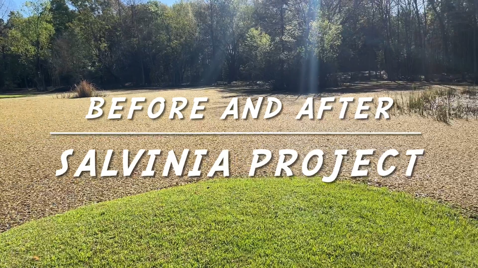 Salvinia Project