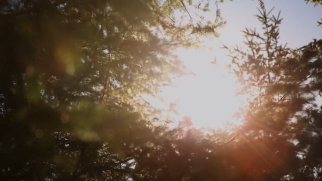 Tree, Sun, Nature. Free Stock Video - Pixabay