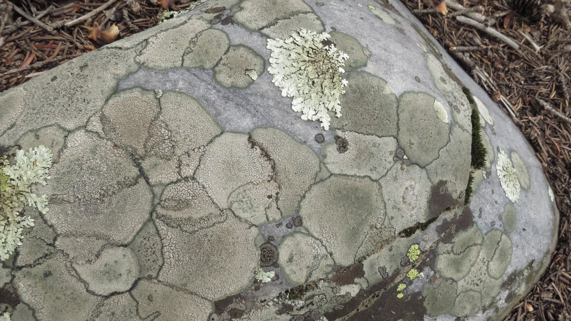 2023 February 13: The Precept of not Killing