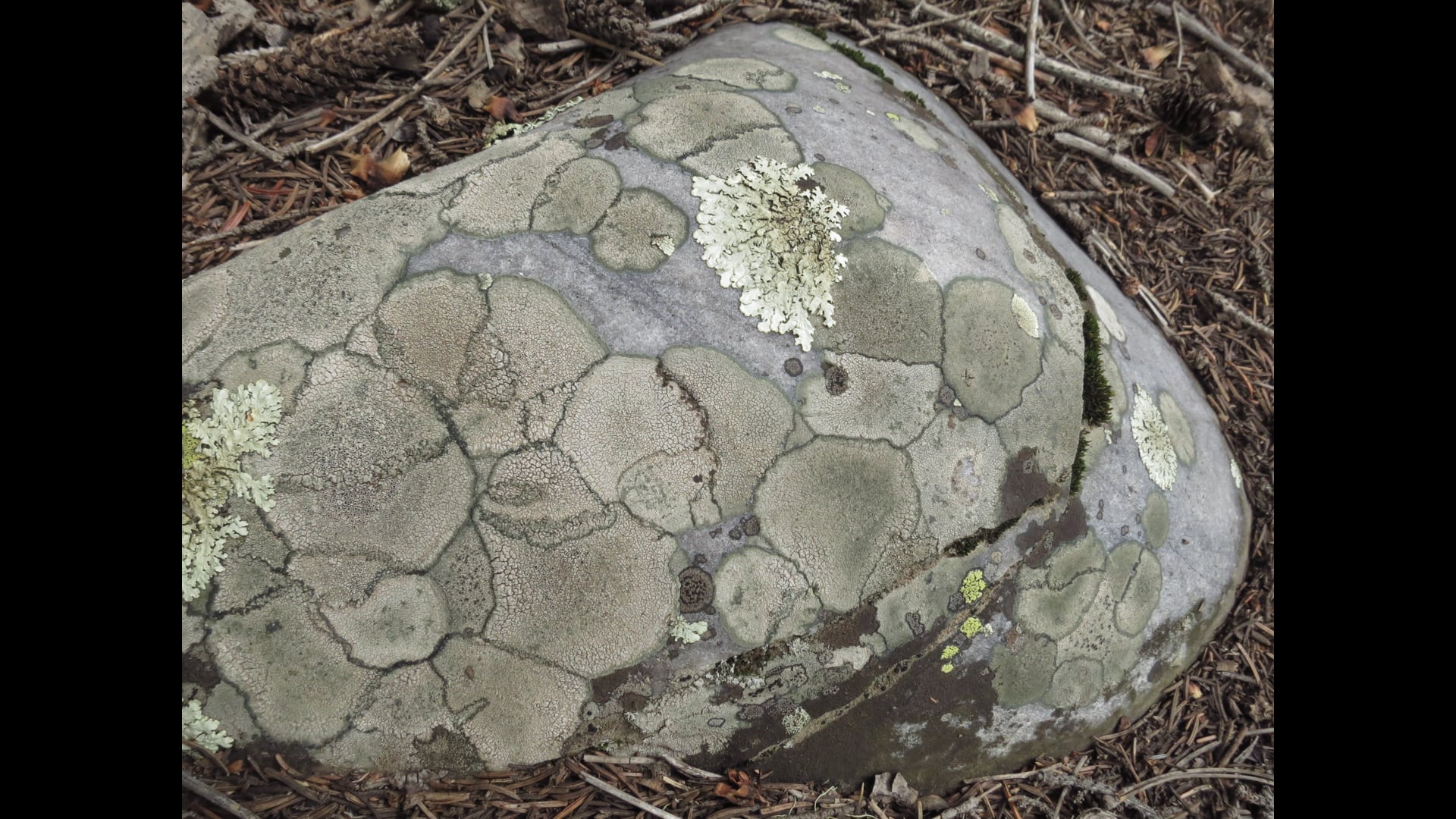 2023 February 13: The Precept of not Killing