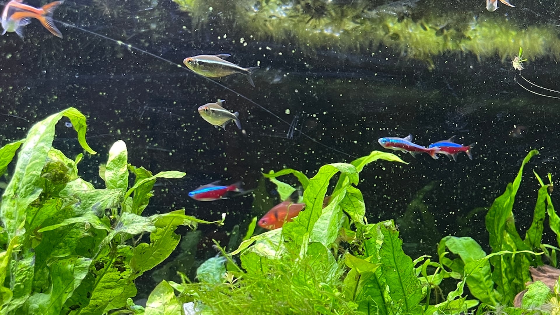 2023 March 01: Orienting in the Direction of Non-Harm & Goodwill