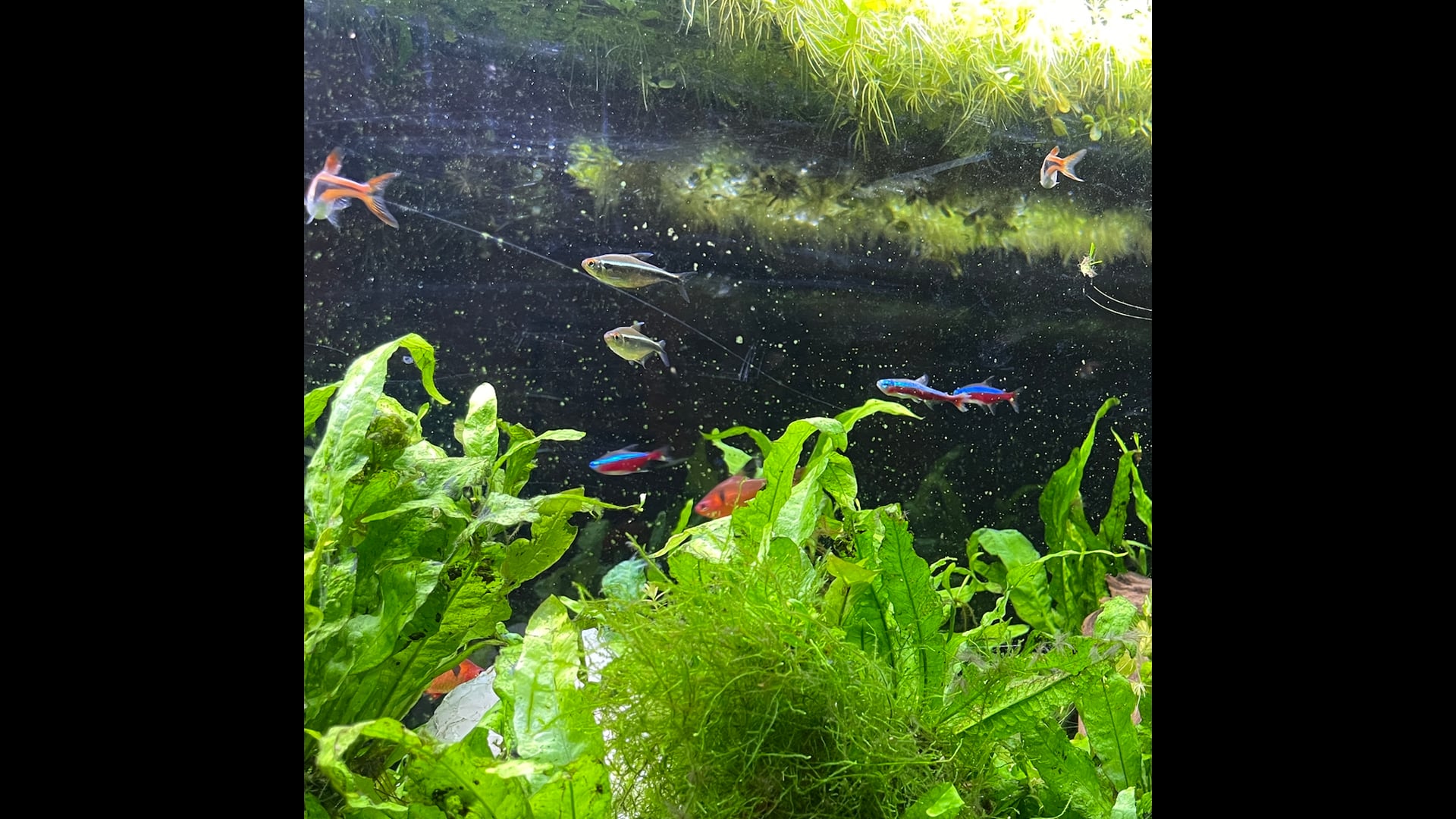 2023 March 01: Orienting in the Direction of Non-Harm & Goodwill