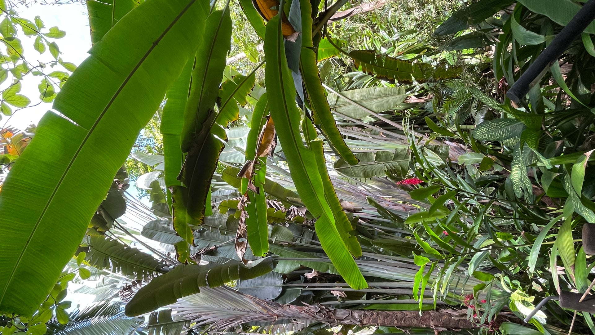 2023 March 13: The Daniya Sutta