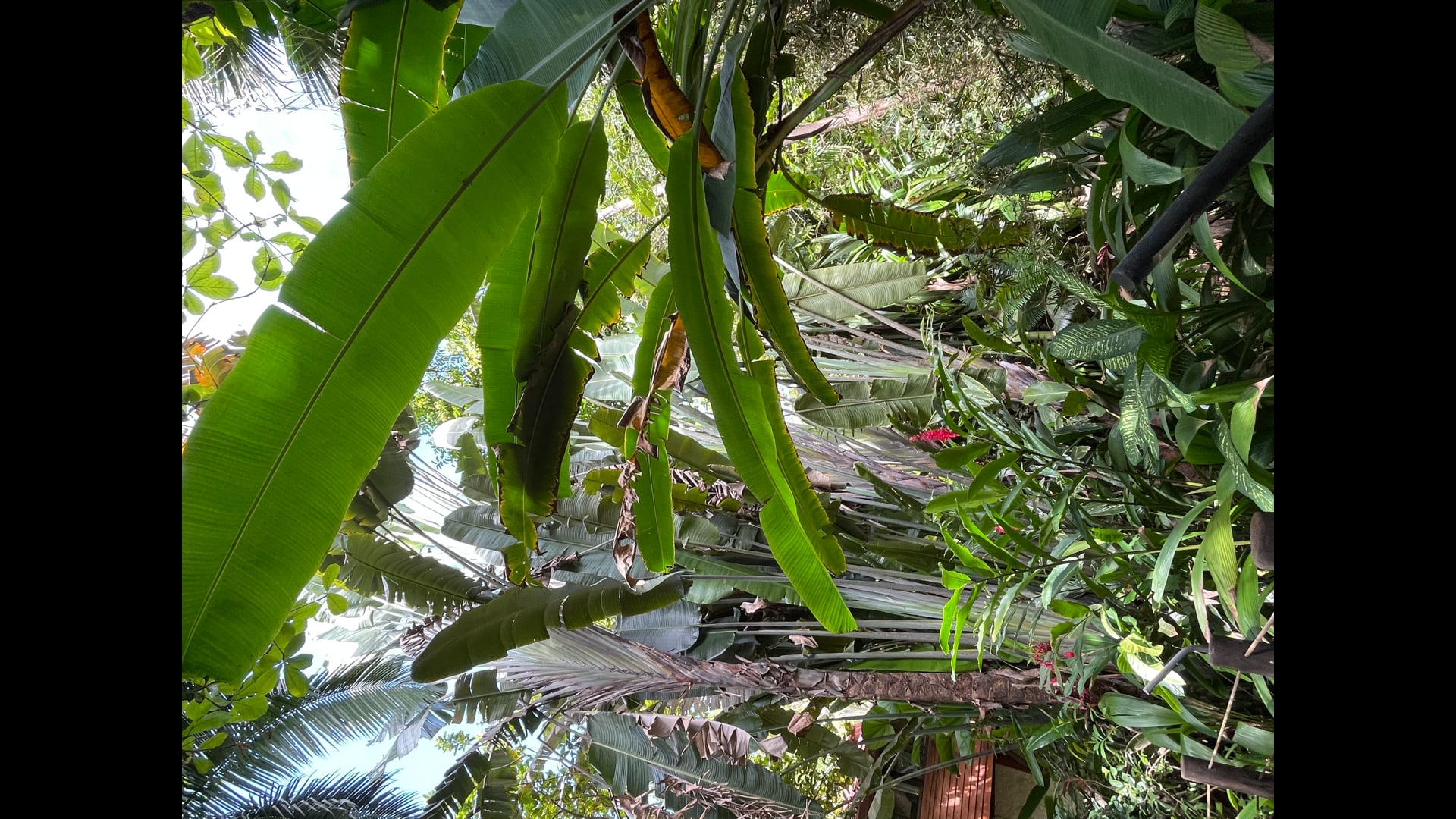 2023 March 13: The Daniya Sutta