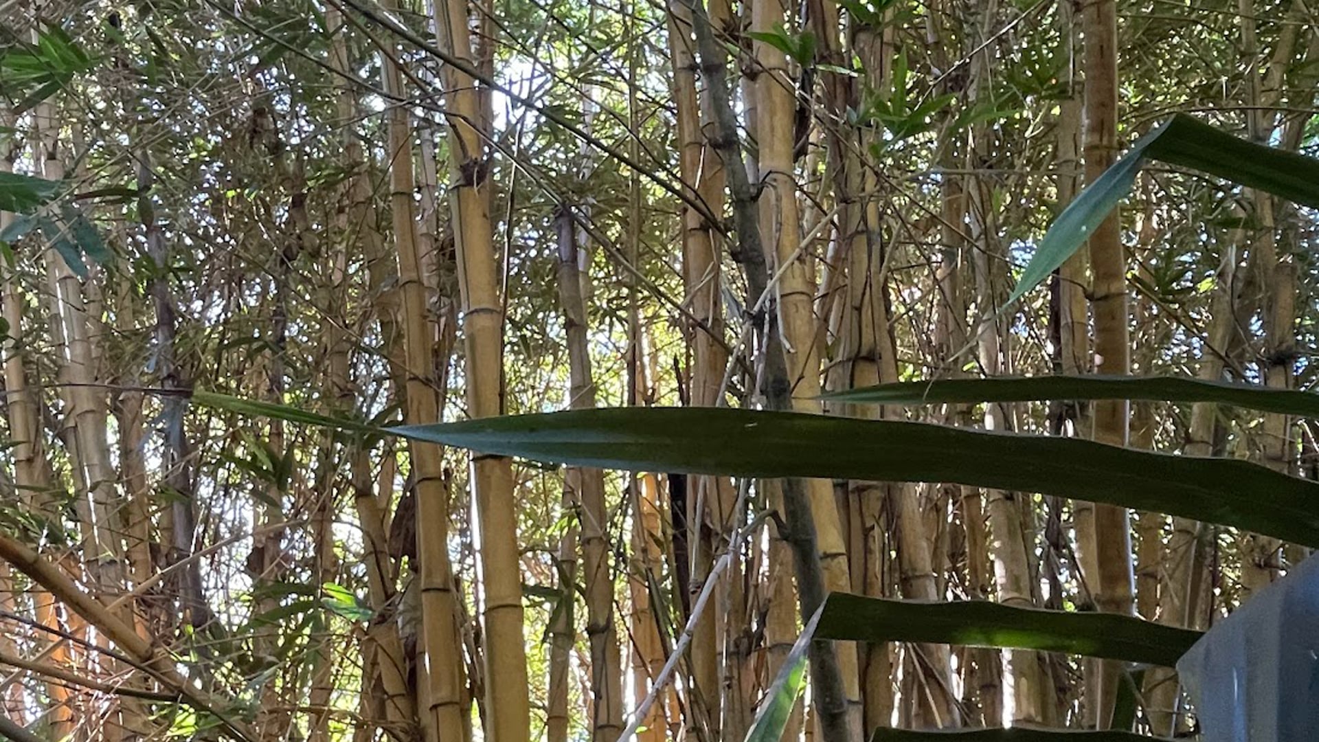 2023 March 08: Renunciation as a Process