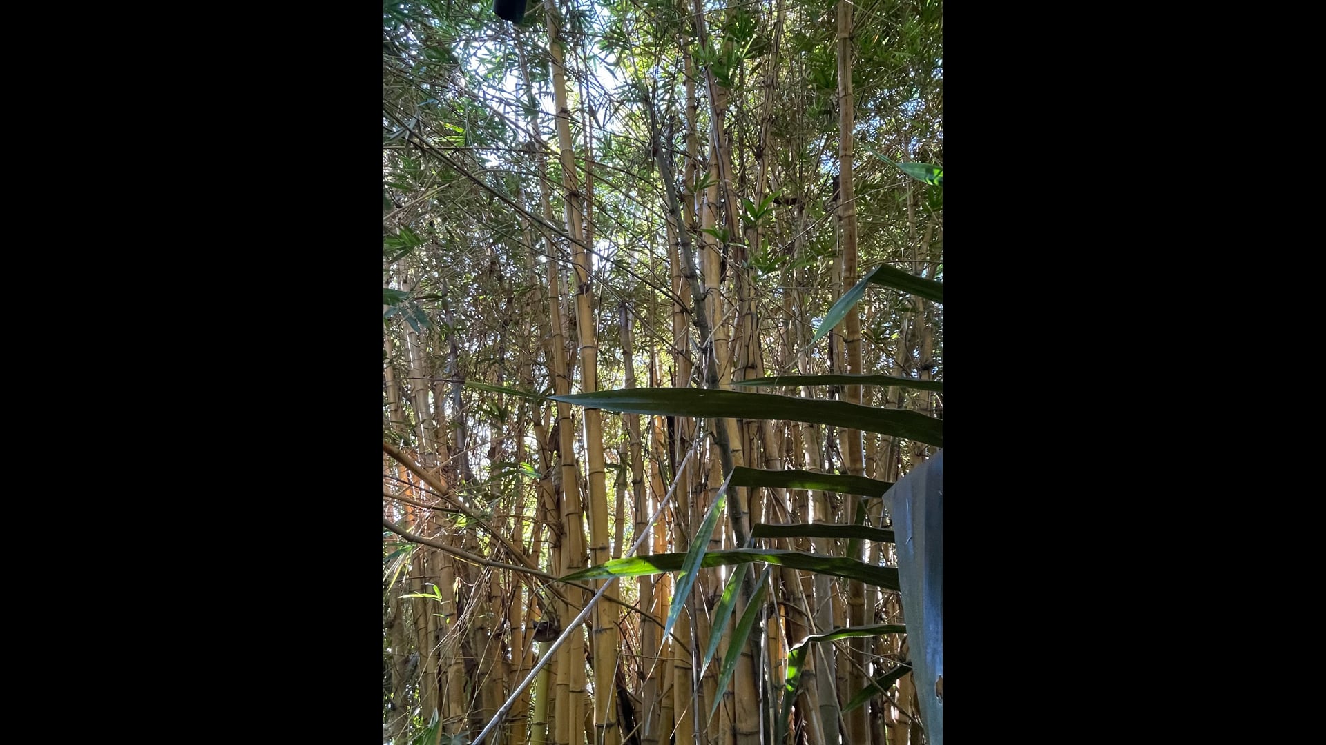 2023 March 08: Renunciation as a Process