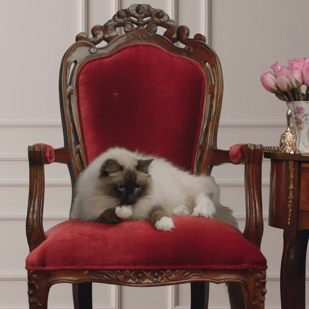 PetSmart Cat Grooming Video 1 on Vimeo