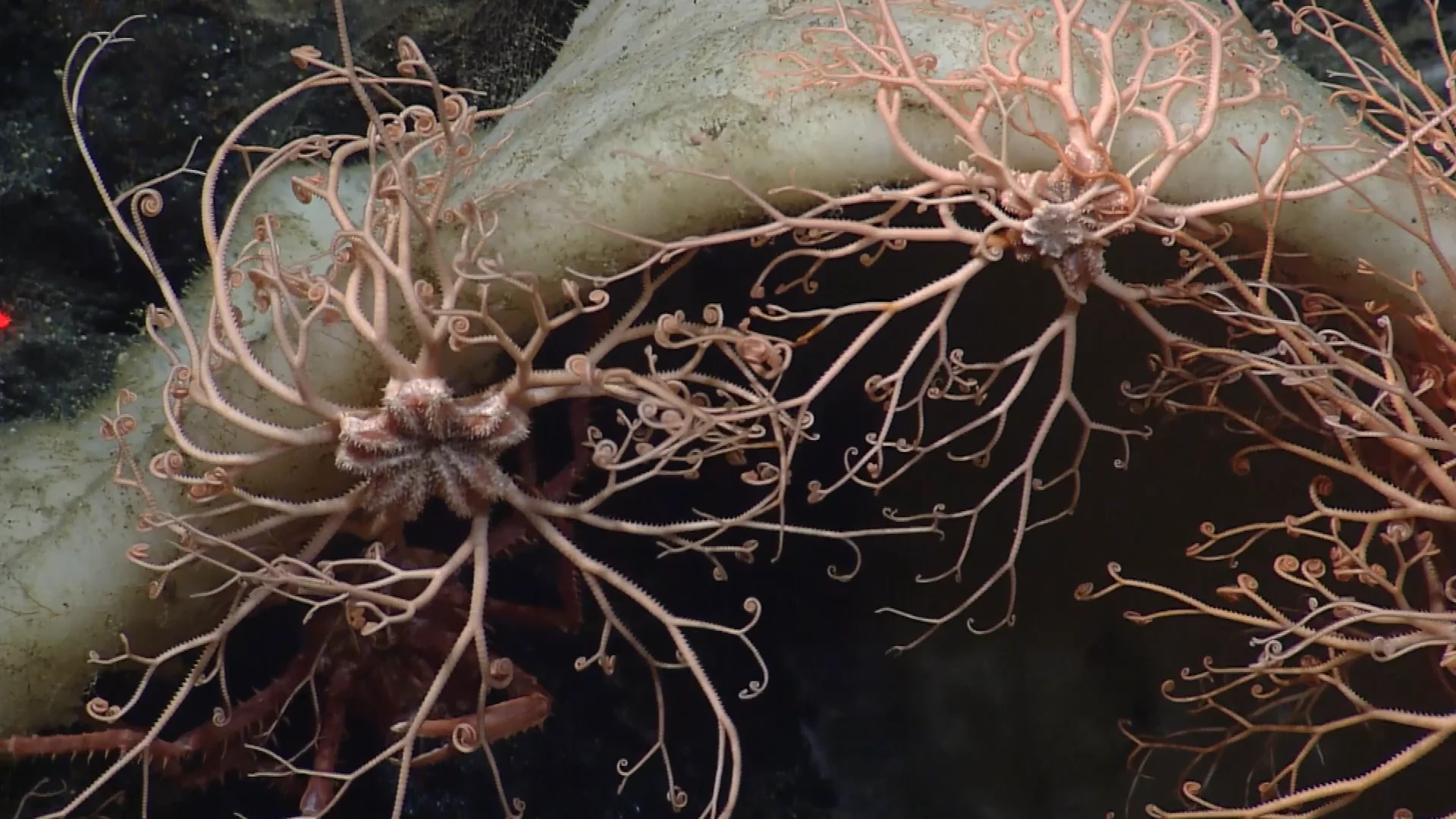 Basket star