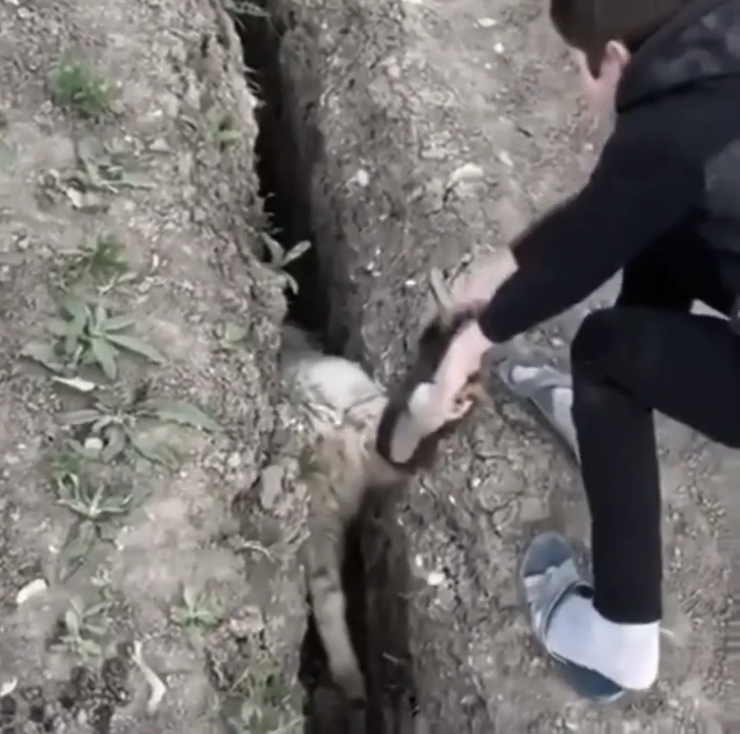 Sheep gets stuck in trench ditch jumps (with Audio)