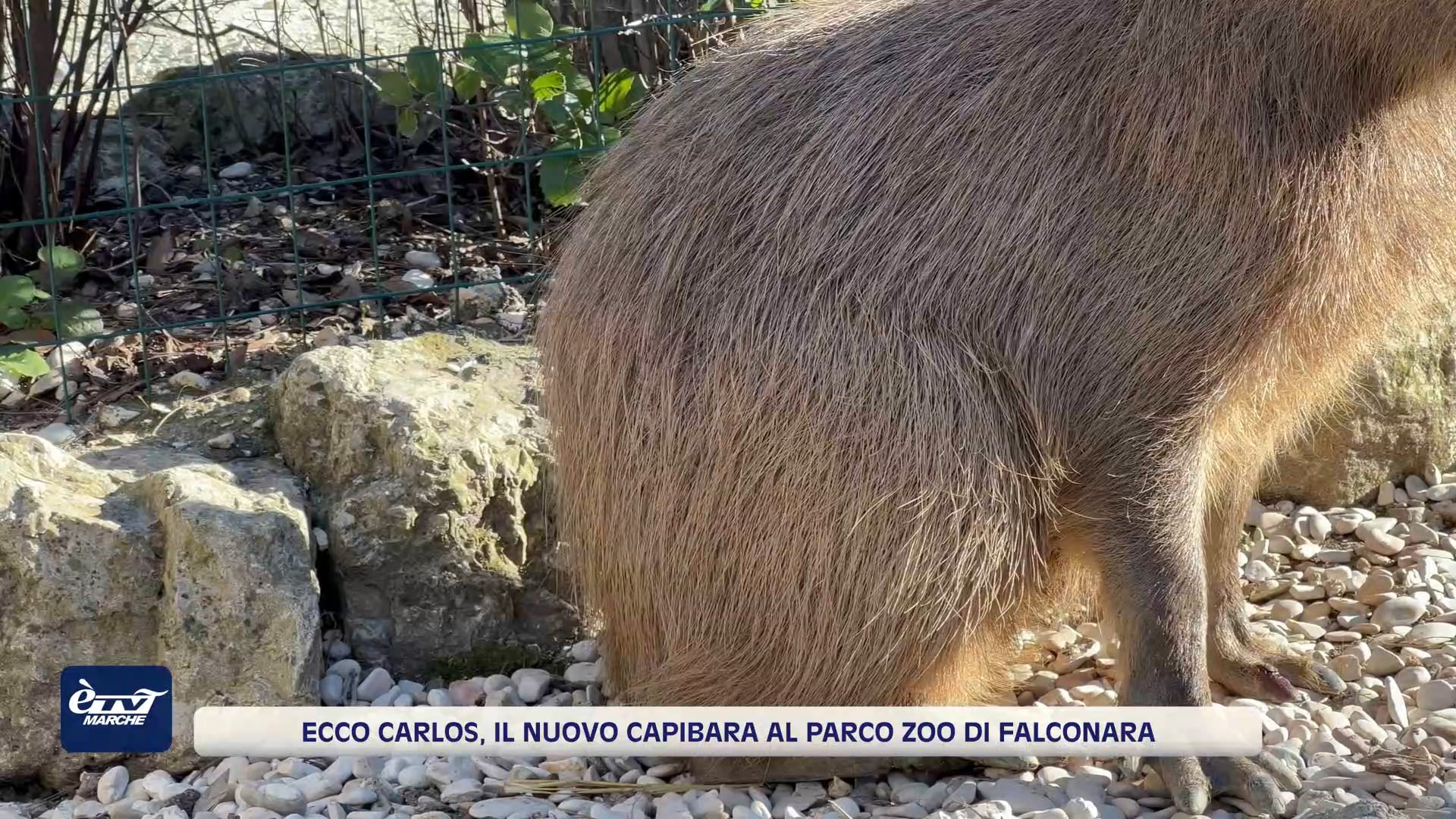 Ecco Carlos, il nuovo capibara al Parco Zoo di Falconara