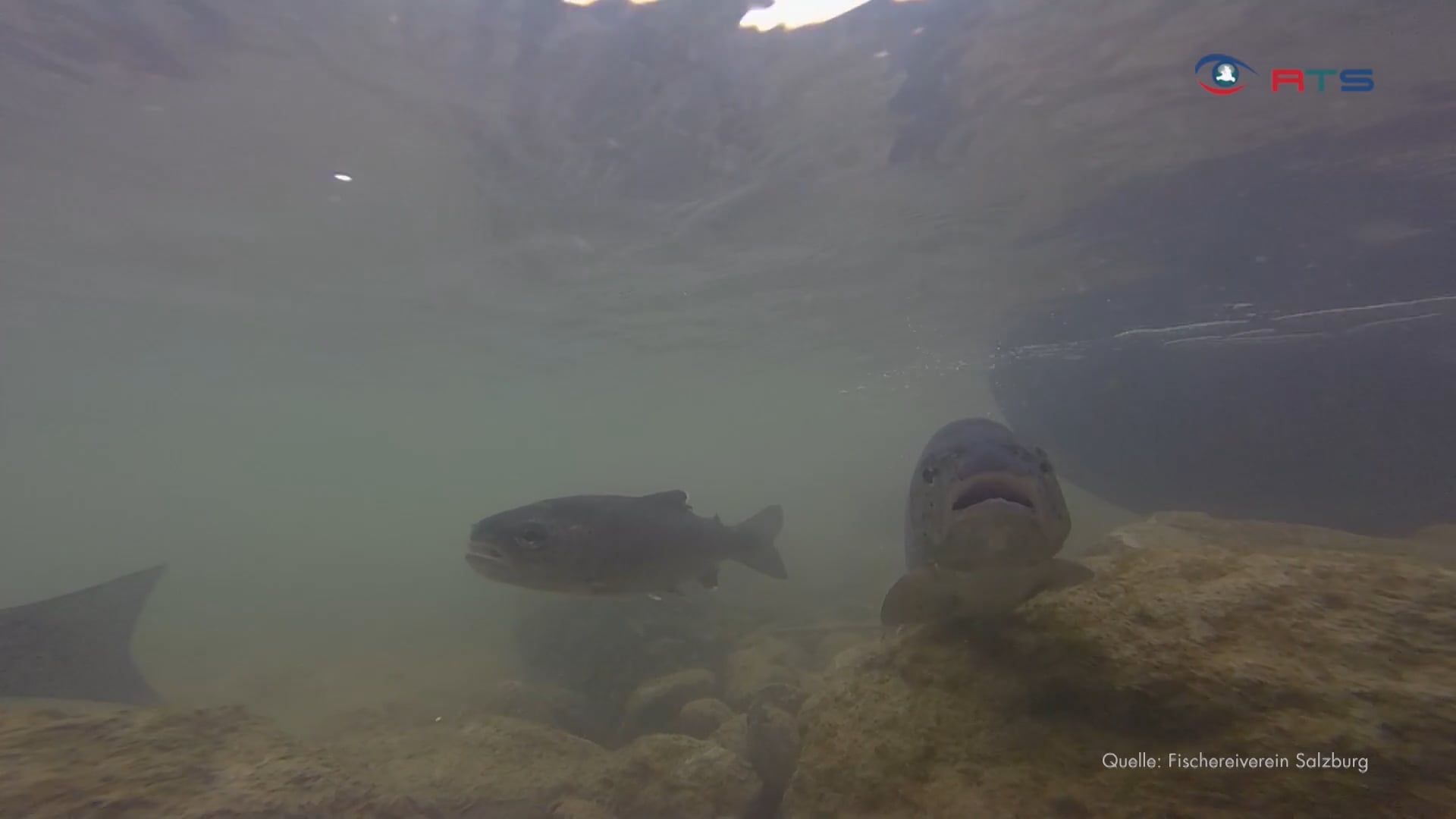 fischerverein-salzburg-entlaesst-zahlreiche-fische-in-die-salzach
