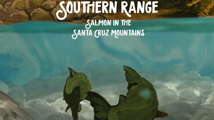 Trailer Southern Range Salmon in the Santa Cruz Mountains on Vimeo