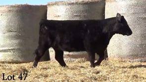 Lot #47 - LL KNOCKOUT GAL 248