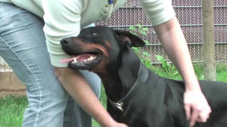 Schäferhund Dobermann Husky Mischling