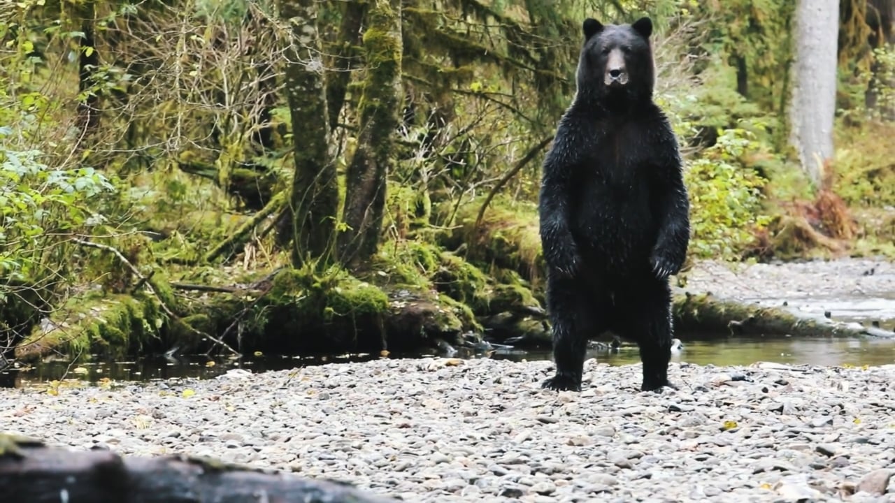 Curious Shiras-colored Brown Bear