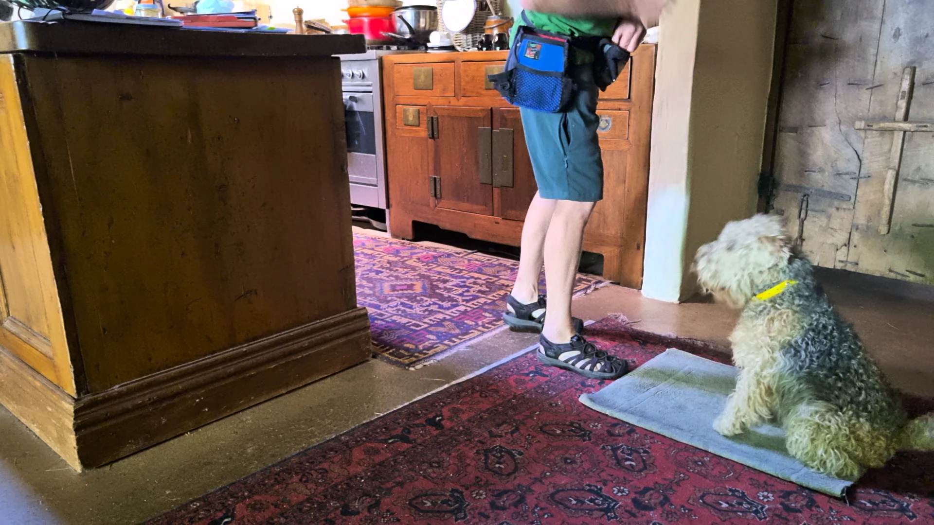 Daisy mat training - distractions on Vimeo