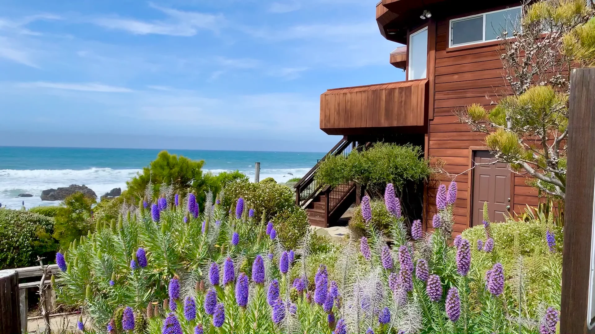 Oceanfront Cambria with purple Pride of Madeira flowers walk in.mov on