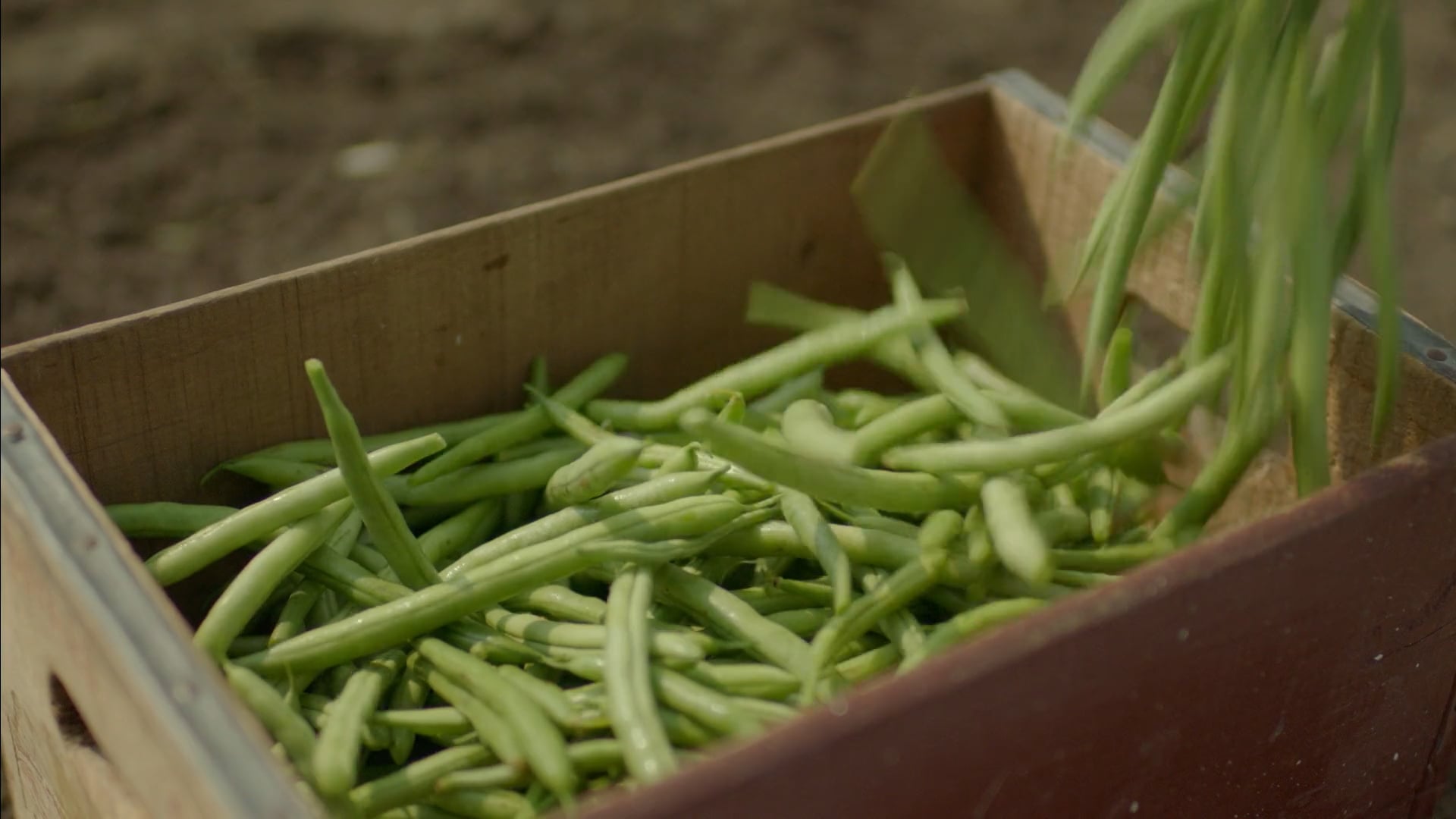 Del Monte "ATL/Green Beans"