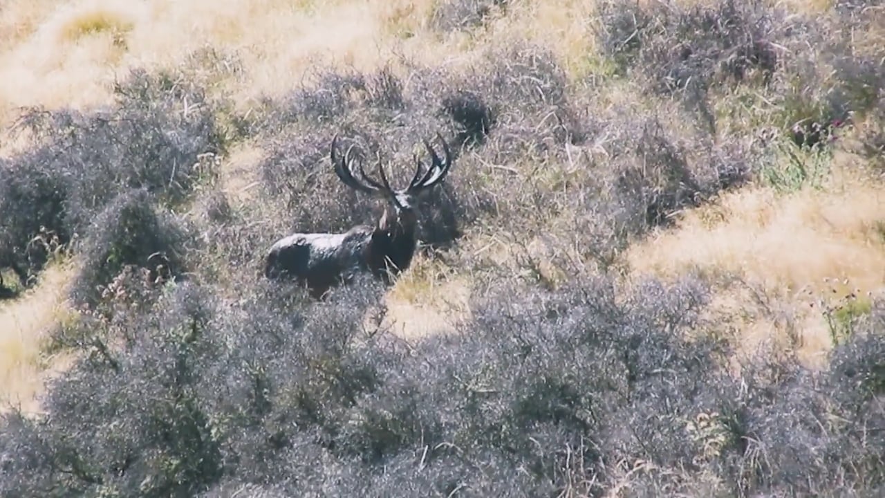 Stags Grazing