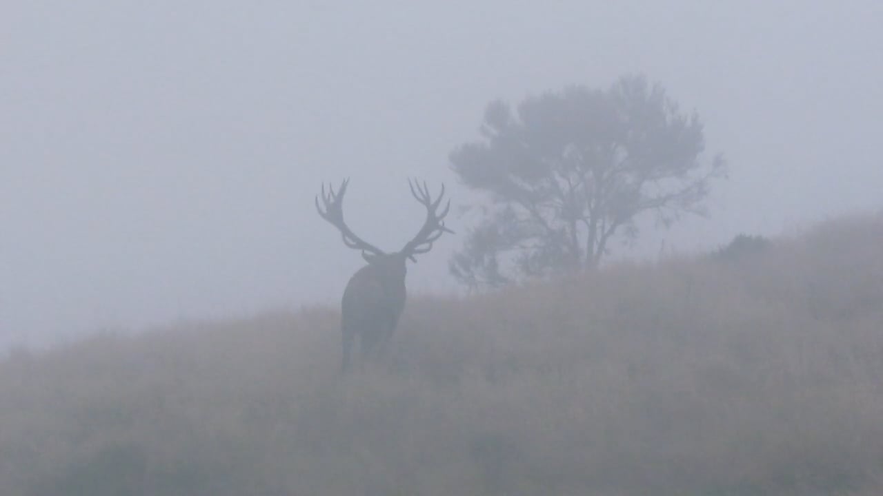Red Deer in Mist