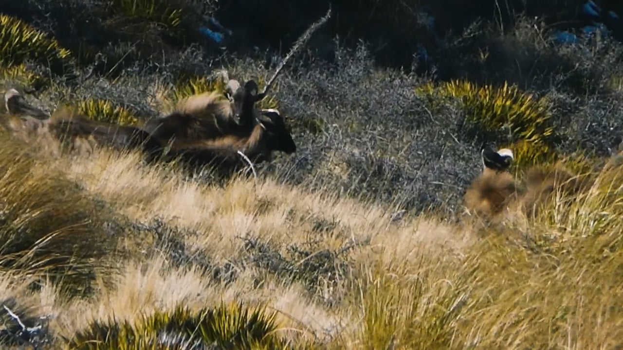 Himalayan Tahr