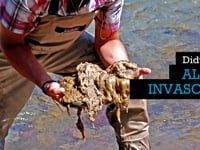 Didymo: Alga Invasora / An invading algae