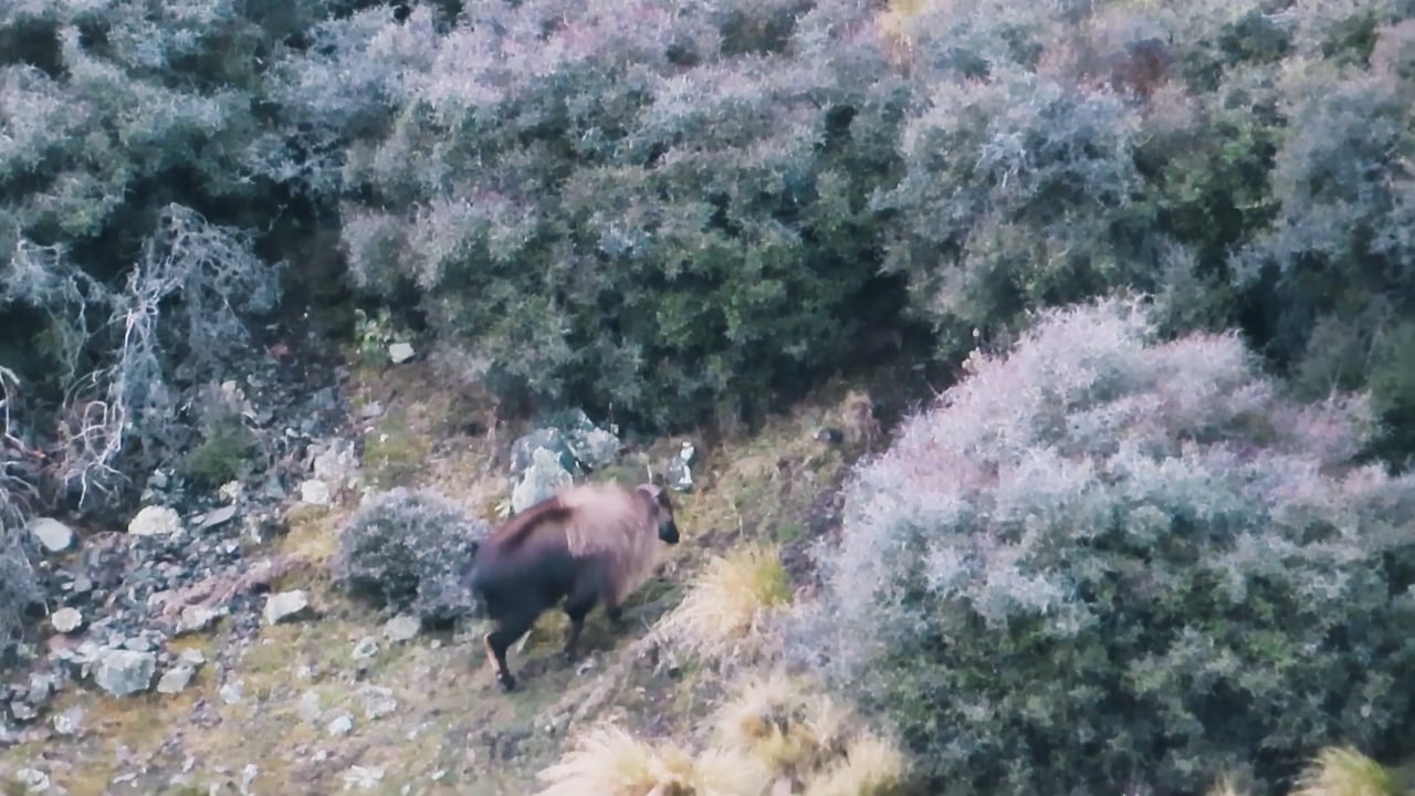 Bull Tahr